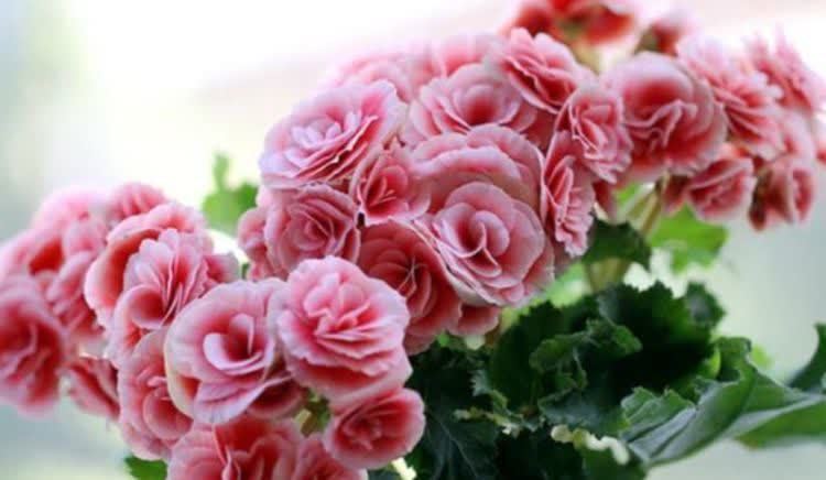 喜欢养花，不如试试这几款，给点阳光就灿烂，超级好养