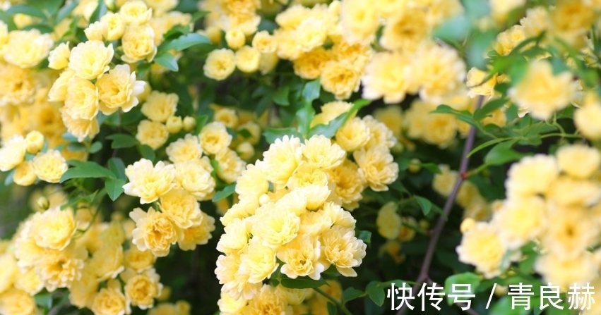 杜鹃花|4种花好养易活，旺财又养人，花开就爆盆，漂亮又好养！