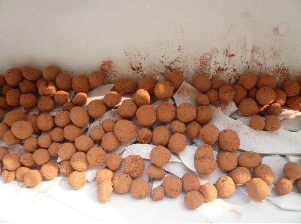 接婆婆来城里住，闲不住在阳台种菜，结果一年蔬菜都不用买了