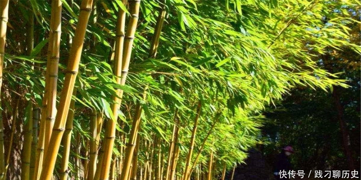 子孙|农村俗语:“门前种竹,子孙享福”,有理吗?老祖宗传下的讲究