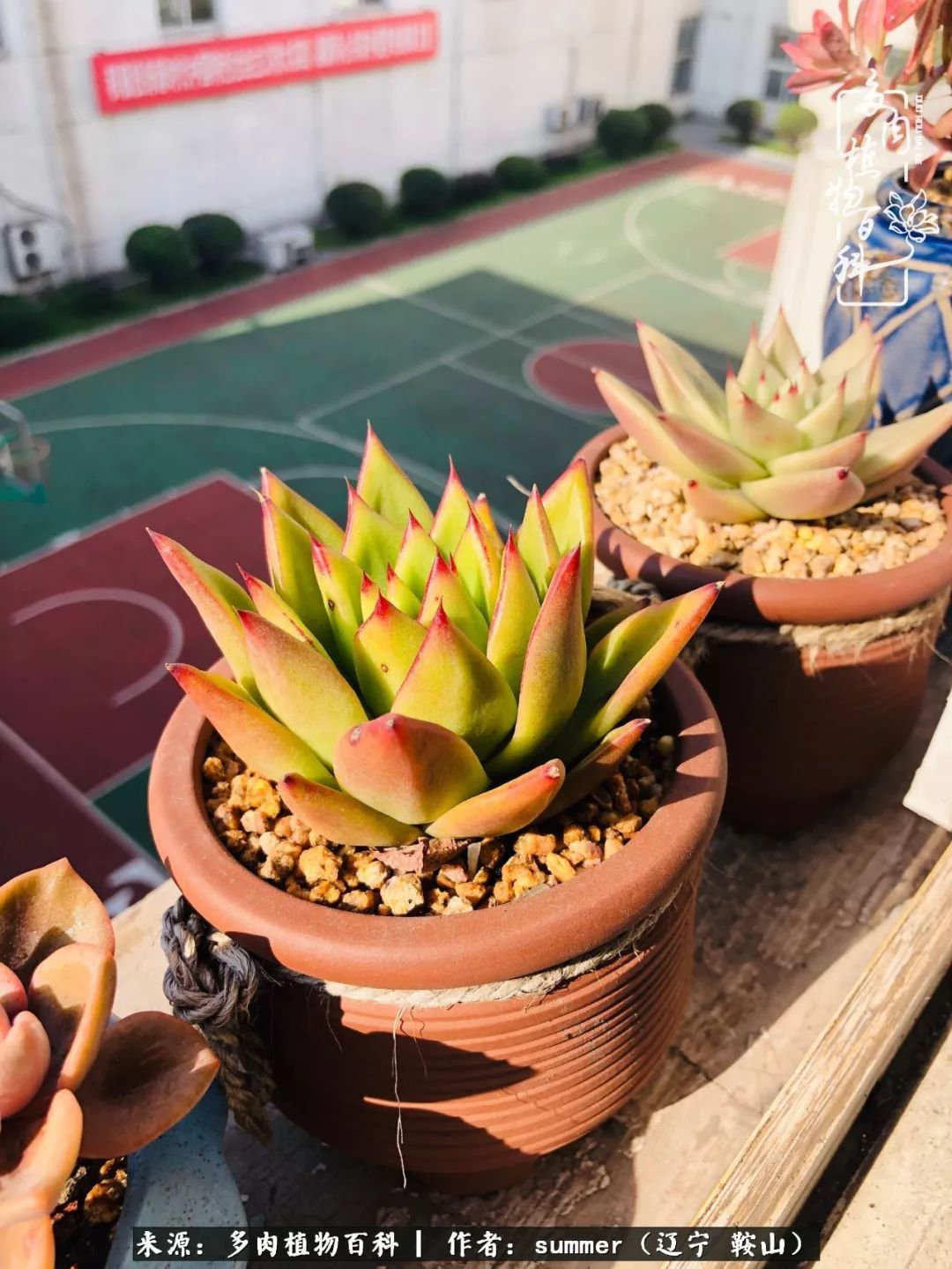 活着即是王道!我和我大东北的多肉们!