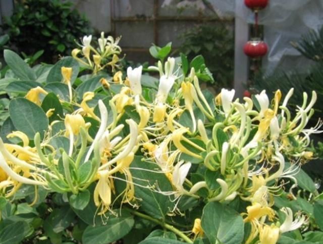 这“3种花”不仅好养、开花美,还能除螨去味,养上10盆都不够