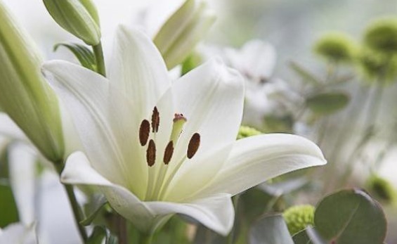 肺阴|有一味中药能养阴润肺,还能清心安神,还是一种漂亮的花