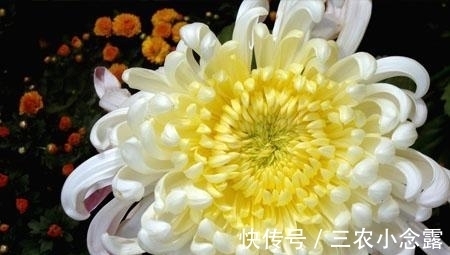 盆栽|盆栽菊花种植技巧?