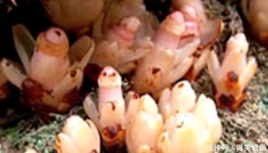 野草|山坡上的这种野草,选定一棵树就会呆一辈子,江湖人称“奴草”