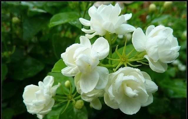 月月红|4种美丽的花卉盆栽,花香阵阵,花期长达半年,种在阳台开成花海