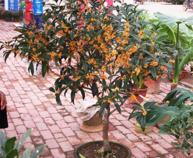 这3棵树穷也要养,院中来1棵,香飘满室安神养人,比名牌香水还好