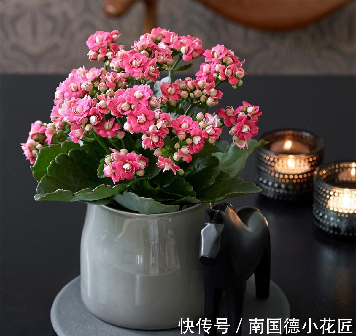 秋天|5种漂亮花,立秋之后快扦插,天凉快,生根快,成活多