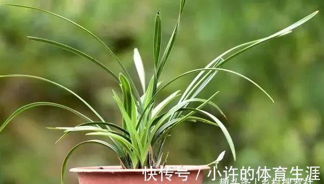 保湿|秋冬阳台养兰花,保湿是关键,可如果做错3件事,兰花喷雾会烂苗