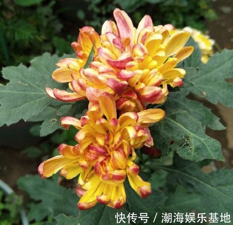 12个月各有各的花神，你出生在几月，你的花神就是它