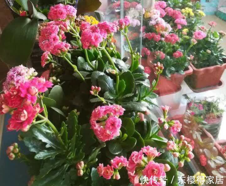 养花就养个花期长的，人养花，花也养人，空气清香去异味