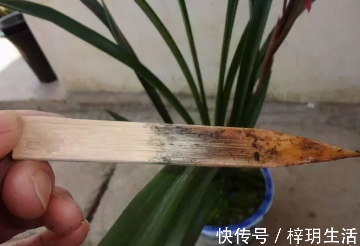 冬天浇花的“4个坏习惯”，看你有没有？难怪花卉烂根