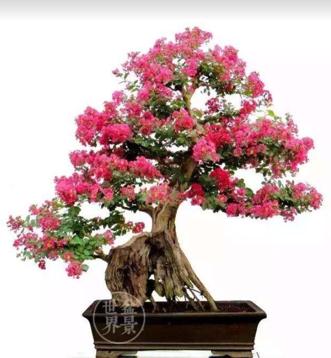 紫薇树|路边的紫薇花,种盆里变老桩盆景,价值太珍贵!
