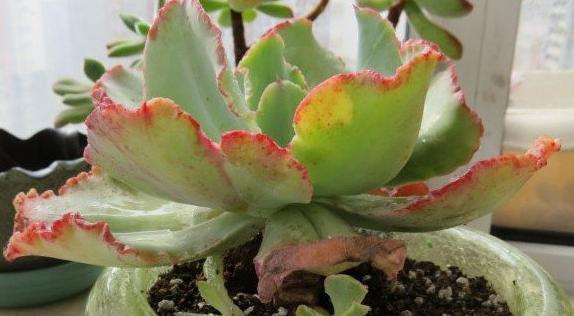 多肉夏天“整了容”,肉嘟嘟的叶片全萎蔫,教你几招,真好用