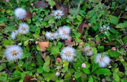 中年|农村的一种野草,对皮肤瘙痒有帮助,平时看见了不要忘了采摘