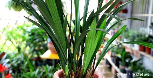 春天兰花苏醒后,掌握几个要点,生长进入“快车道”,清香小半年