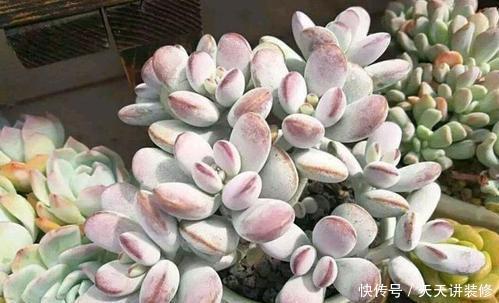 给多肉喂2种肥水，15天喝一次，叶片圆滚滚，长成肉墩子！