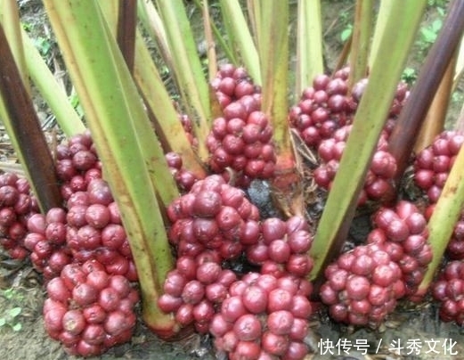 早好|立冬后,经常食用使用此物泡水喝,散寒消食,燥湿温中,早知早好