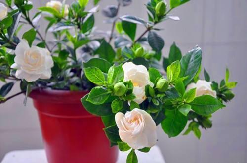 爱喝“啤酒”的4种花，隔几天来1杯，不施肥也呼呼长！