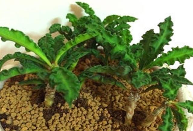 光照|3种适合做盆景的多肉，清新雅致，光照不足也能好好生长