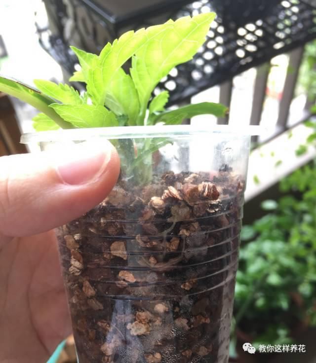学会这种扦插法，2周生根，插什么活什么，太简单了！