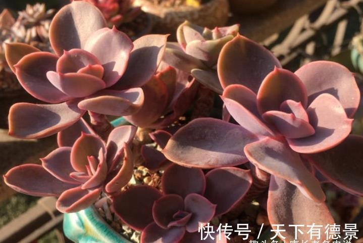 紫红色|多肉紫丁香株型不大,放在室内养会褪色,但露养则粉嘟嘟的很好看