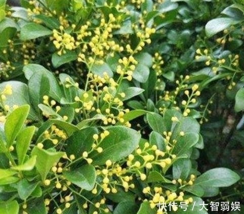 居家就养此款花卉,不闻不问,花开爆盆美如花,花朵美艳迷人