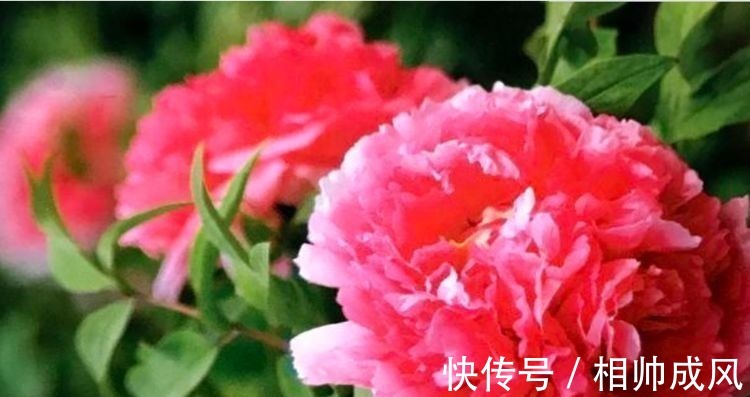 状元红|家里要养几种花，开花吉祥又喜庆，比牡丹还美，年年开花美翻