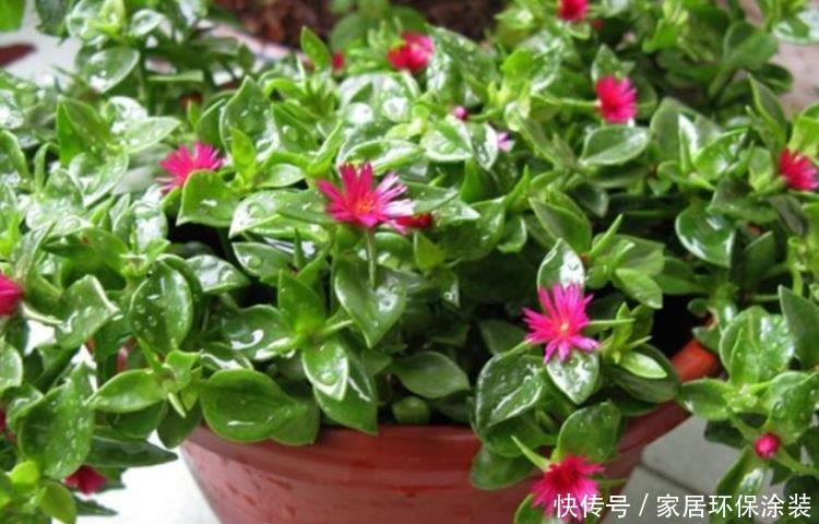 4种花好养易活，旺财又养人，好养漂亮，一开就是300多天