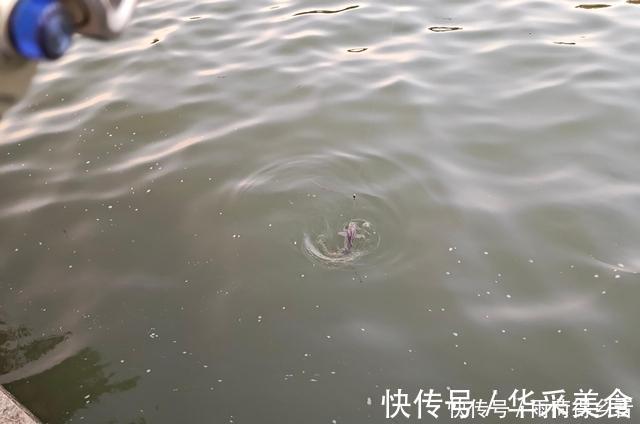 钓鲤鱼不需要太多料混合，配对这两种料，一年都不用换了