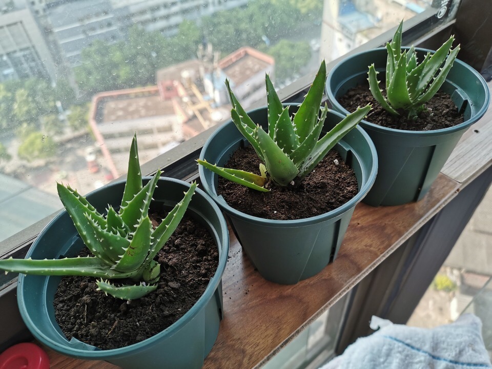 秋天来了，养芦荟做个“小手术”，从头再来！小苗“塞满”花盆