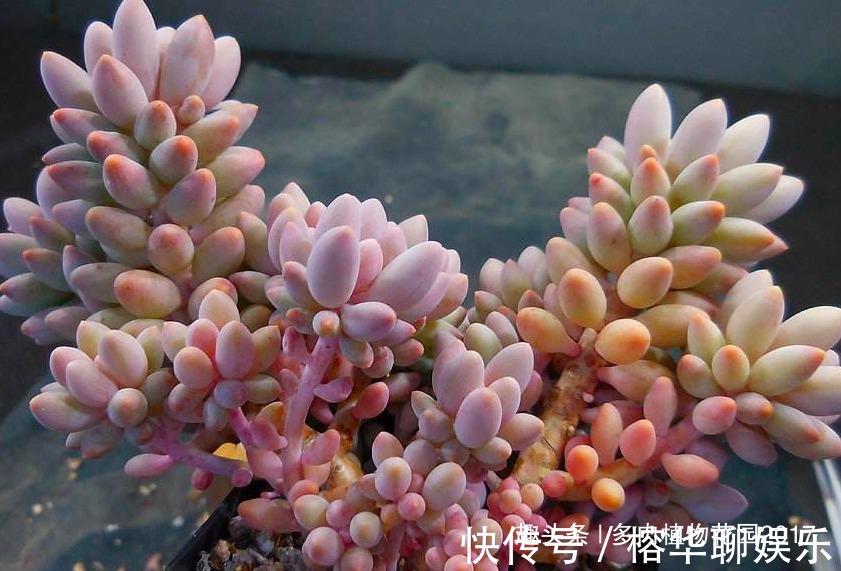 想要婴儿手指叶片多又胖,你得这样养护