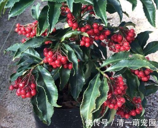 几种花叶常绿开花美，家里养1盆，病菌少空气好，聚财纳福运势好