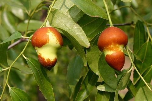 適合春天吃的三種食物，排毒養顏，抗衰老，有益自身健康