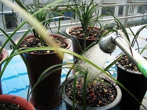 换盆少做一件事,等于白换了,养一年也不长个