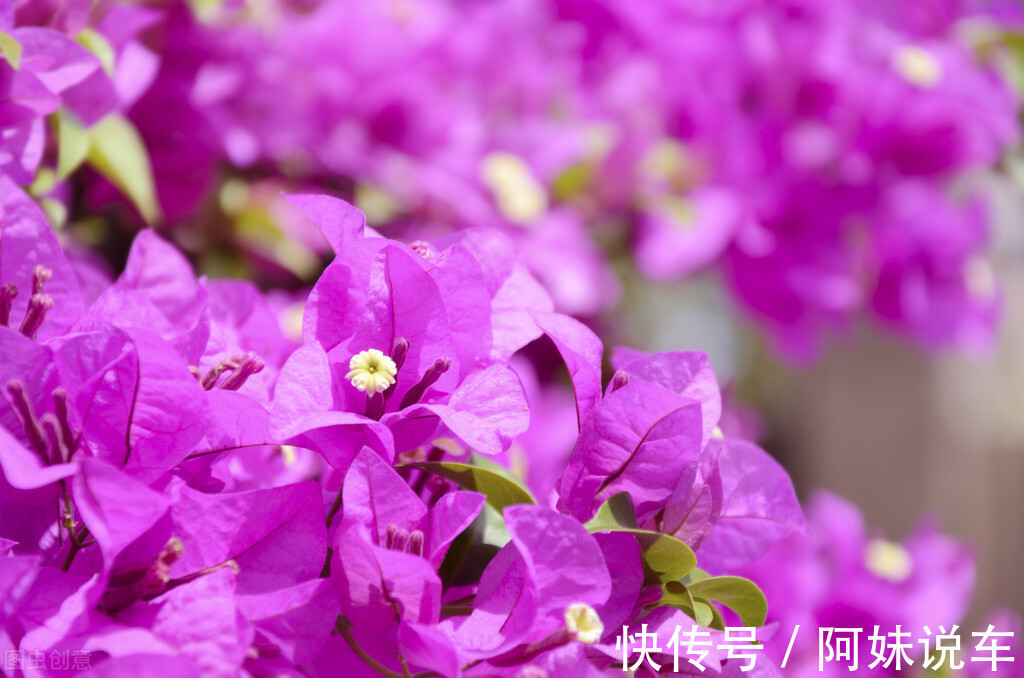 公园地|三角梅控水过头会怎么样?及时做好几点,不仅能避免死亡还能爆盆