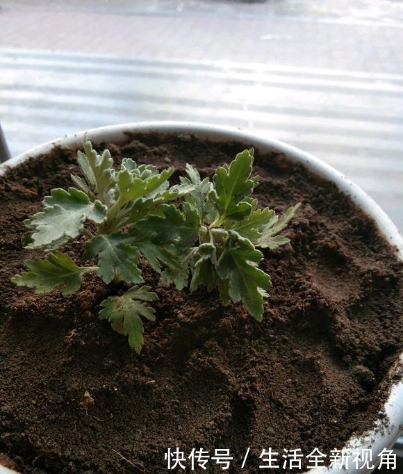 春天种下几株菊花,秋天才能怡然自得地赏花,喜欢菊花的赶紧种!
