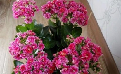 养长寿花，就得用“它”，盆里埋一个，一年不施肥也爆满盆！