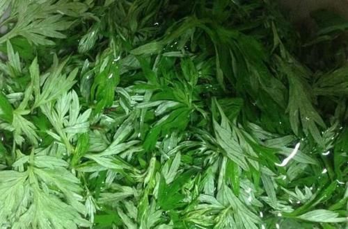 中医|一把艾叶竟治好十年的颈椎病!艾叶为何能治颈椎病?听中医说两句