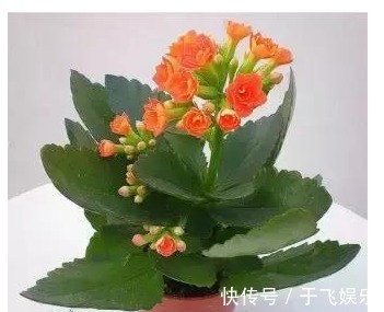 给长寿花它带个“帽子”,开出来的花又大又艳,漂亮极了!