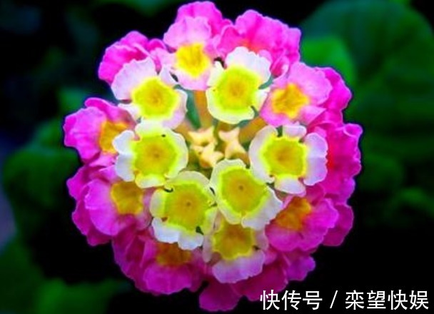 此花花色丰富多变，一天之内花色就会变化多端，象征着家庭和睦