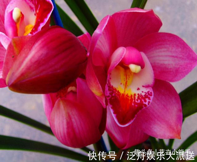 开花|此兰花，今年非常“火爆”，上盆效果很棒，是名副其实的开花机器