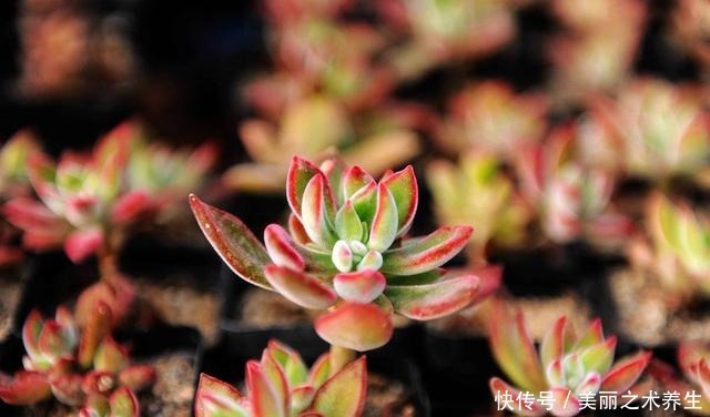 多肉植物有这几个症状,就是休眠了,了解清楚轻松度夏!