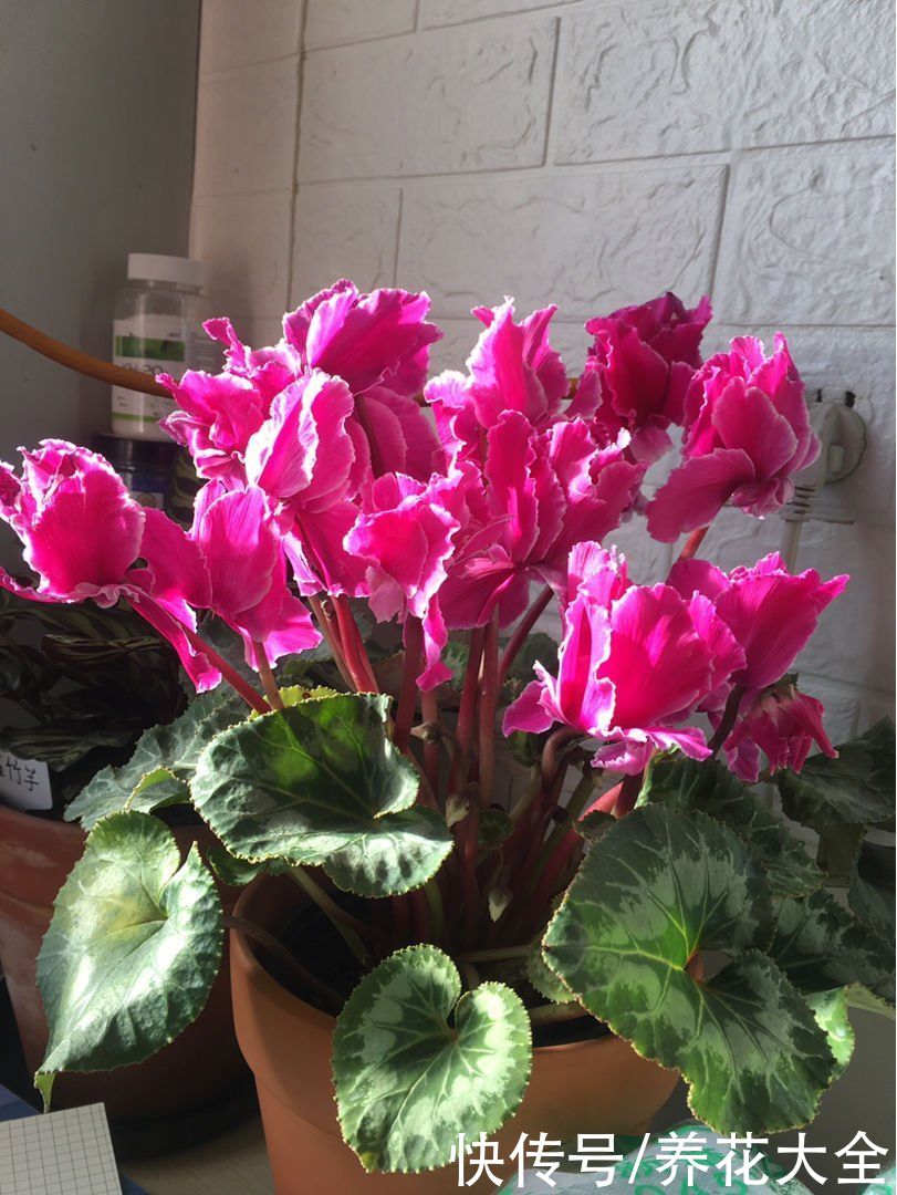 雪水养花效果好，花越开越多，植株壮得像小树