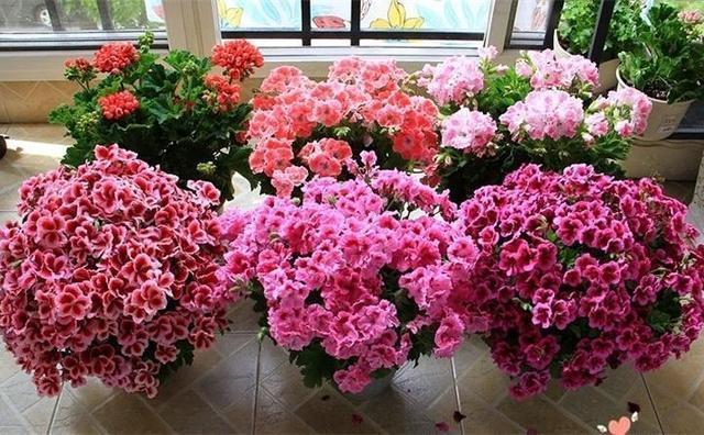 阳台养此2种花,开花量比“月季”还大,枝枝满花,耐旱又好养