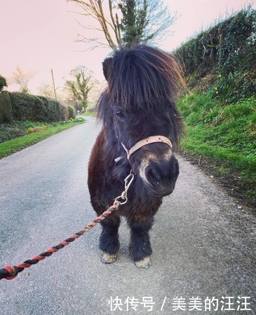 英国也开始居家隔离 主人带着迷你马出门 给老人们运送生活物资 快资讯 英国也开始居家隔离 主人带着迷你马出门 给老人们运送生活物资 快资讯
