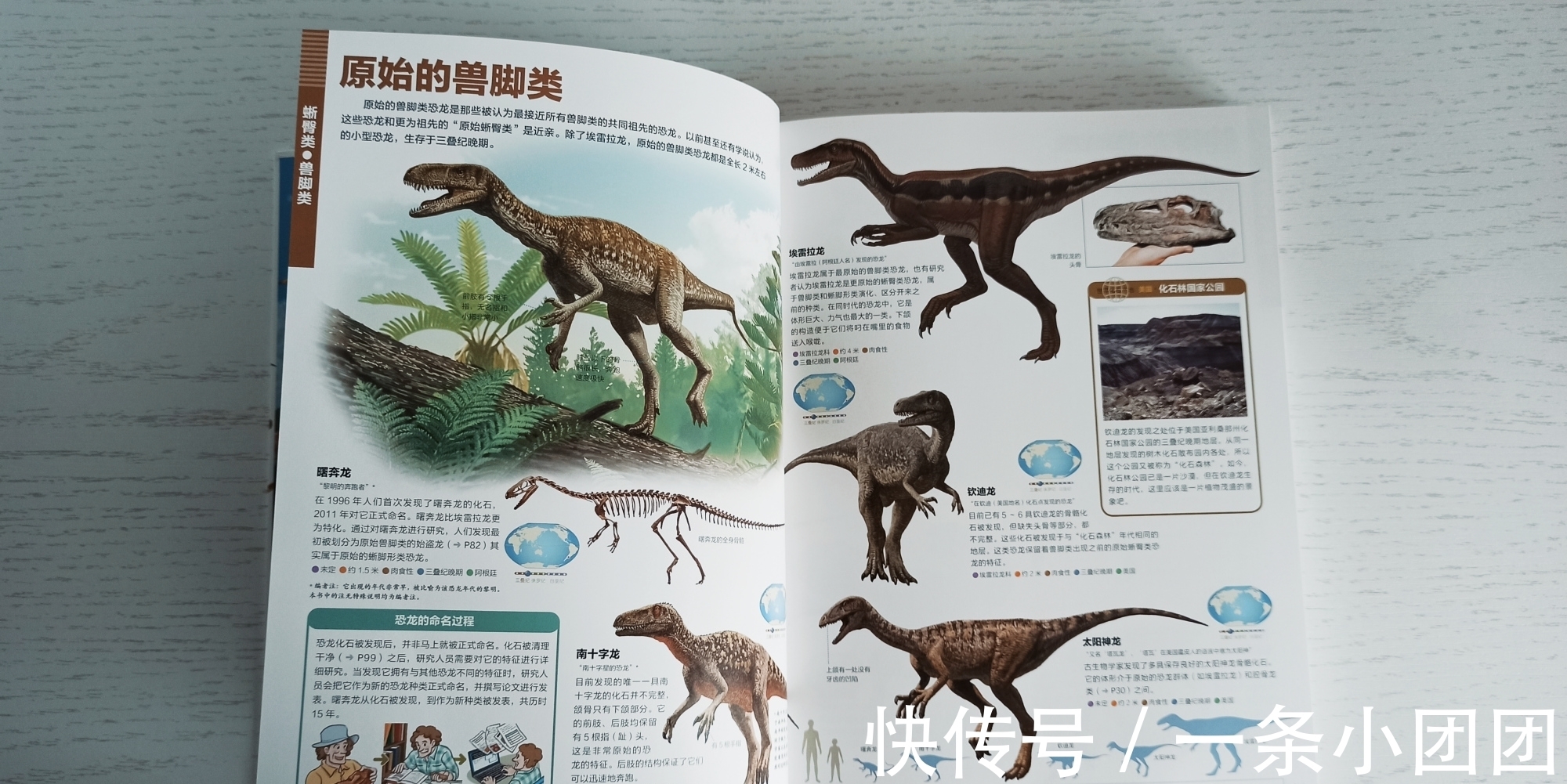 哆啦a梦#一本关于恐龙的百科书，让孩子爱上恐龙的世界