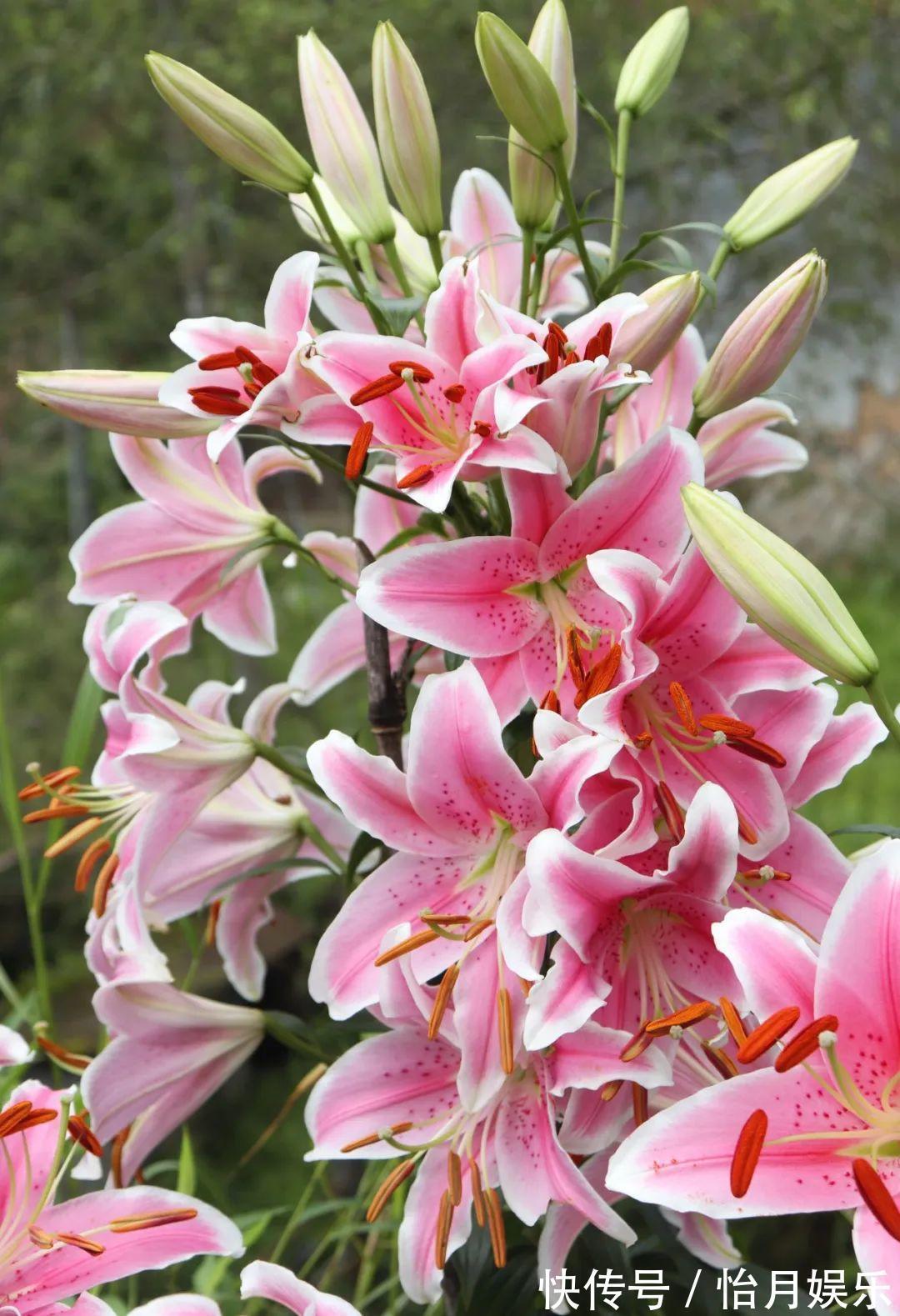 花也能成精,养成巨无霸,一次开花50朵,比小孩还高!