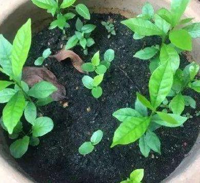 阳台种点“百香果”，扔一勺放盆里，半月生根成盆栽，收割一筐筐