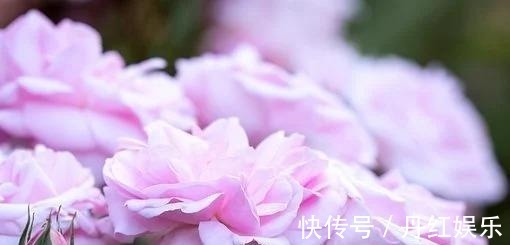 茂盛|六天后，缠绵悱恻，难舍难离，花开茂盛，为爱停留，一往情深